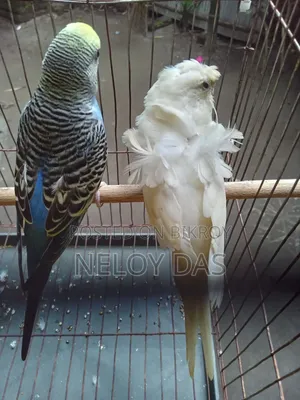 জেপি বাজারিকা পাখি