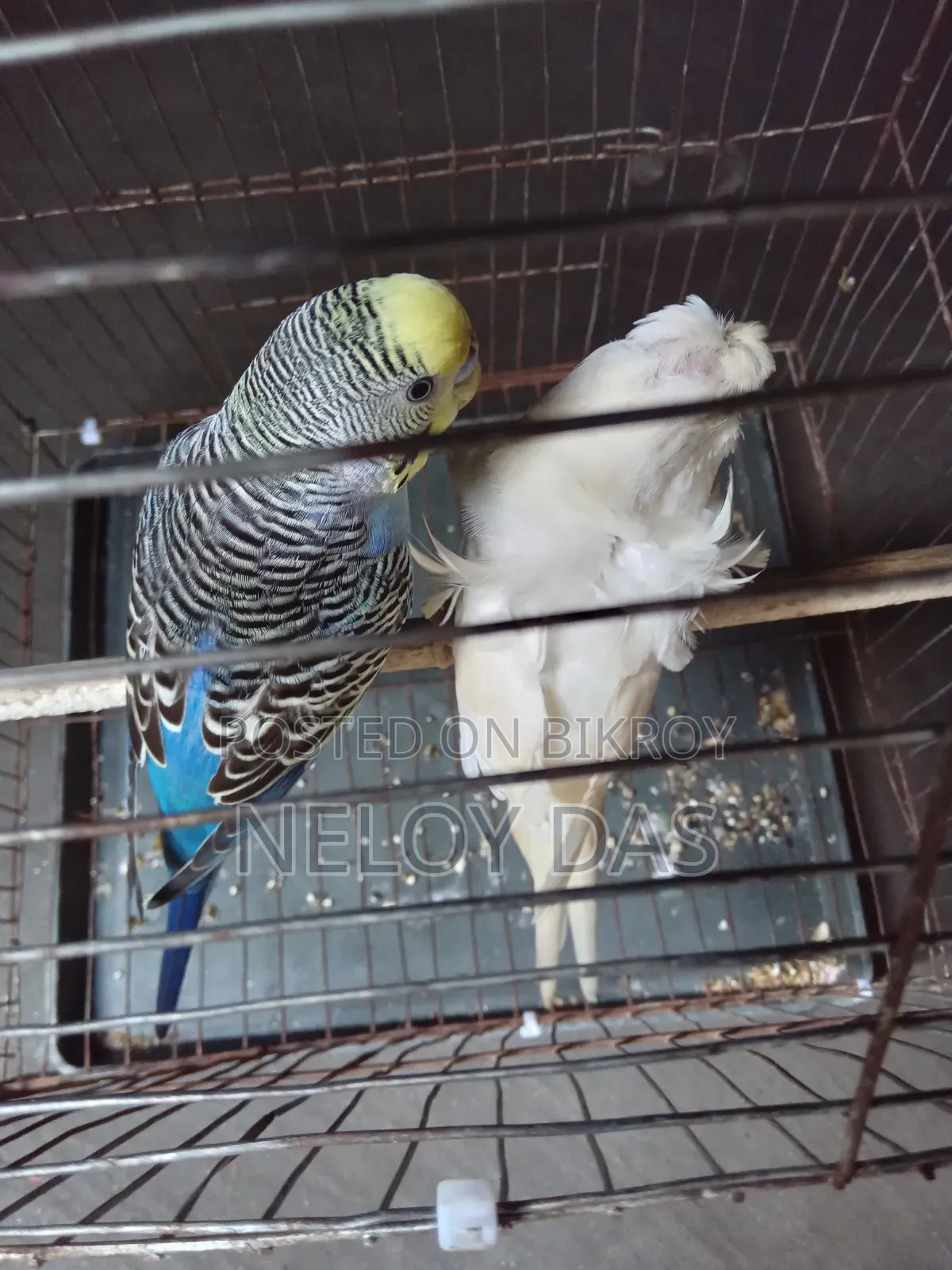 জেপি বাজারিকা পাখি
