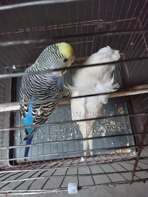 জেপি বাজারিকা পাখি