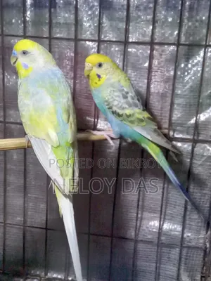 রেইনবো বাজিগার পাখি