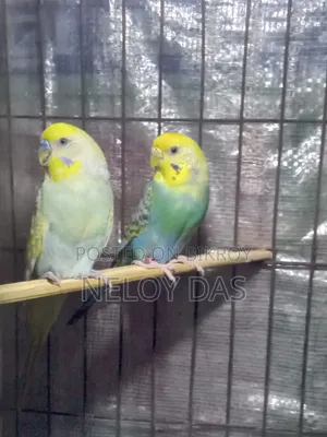 রেইনবো বাজিগার পাখি