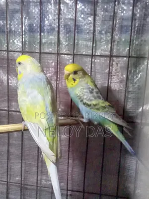 রেইনবো বাজিগার পাখি