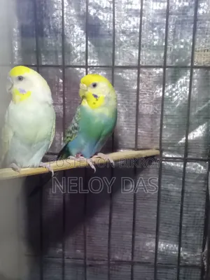 রেইনবো বাজিগার পাখি