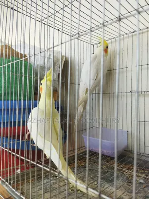 লোটন টেম ককাটেল রানিং পেয়ার