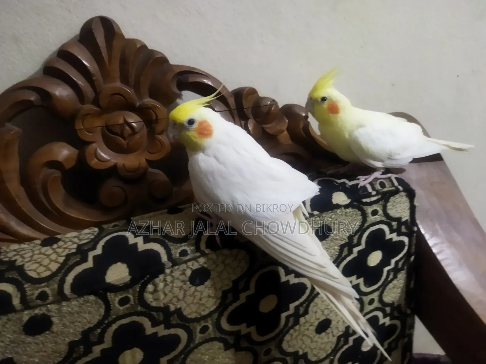 লোটন টেম ককাটেল রানিং পেয়ার