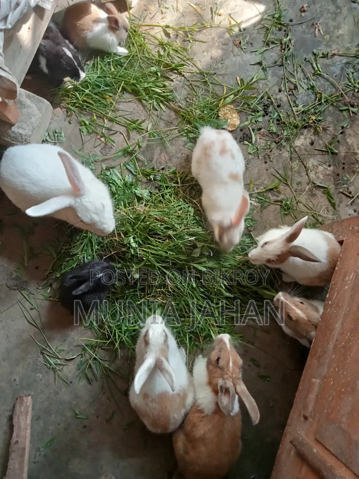 Rabbits Sell Post