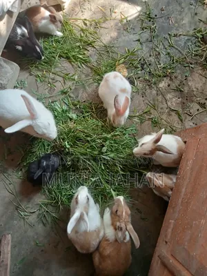 Rabbits Sell Post