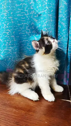 1-3 months Female Purebred Persian