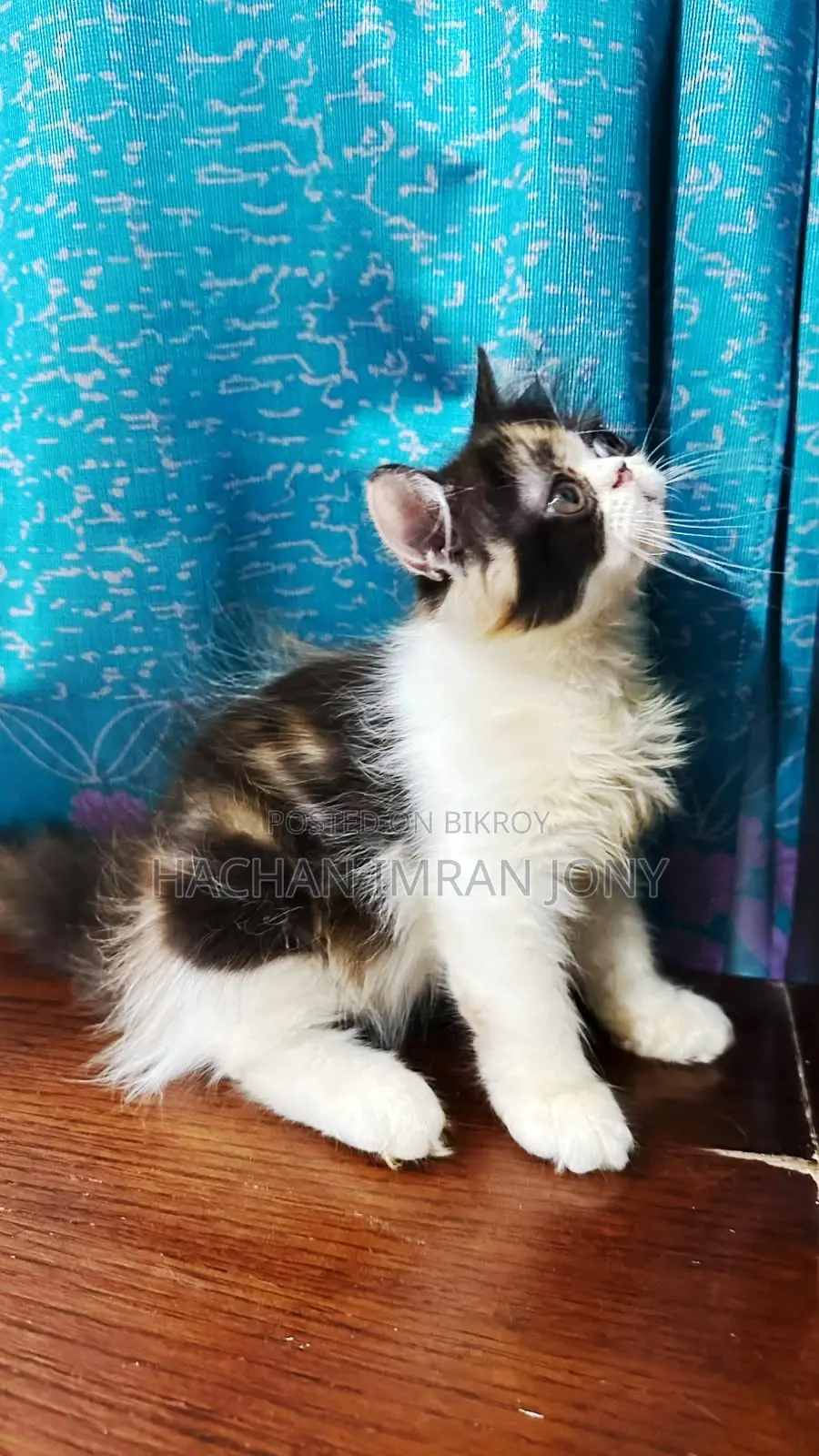 1-3 months Female Purebred Persian