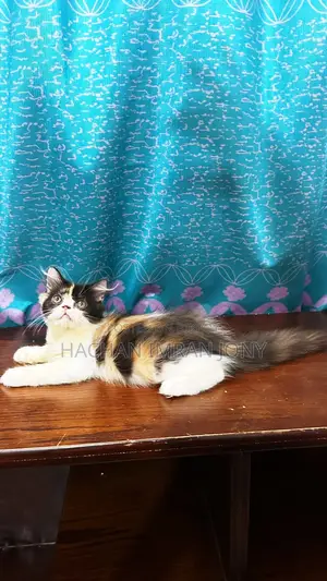 1-3 months Female Purebred Persian