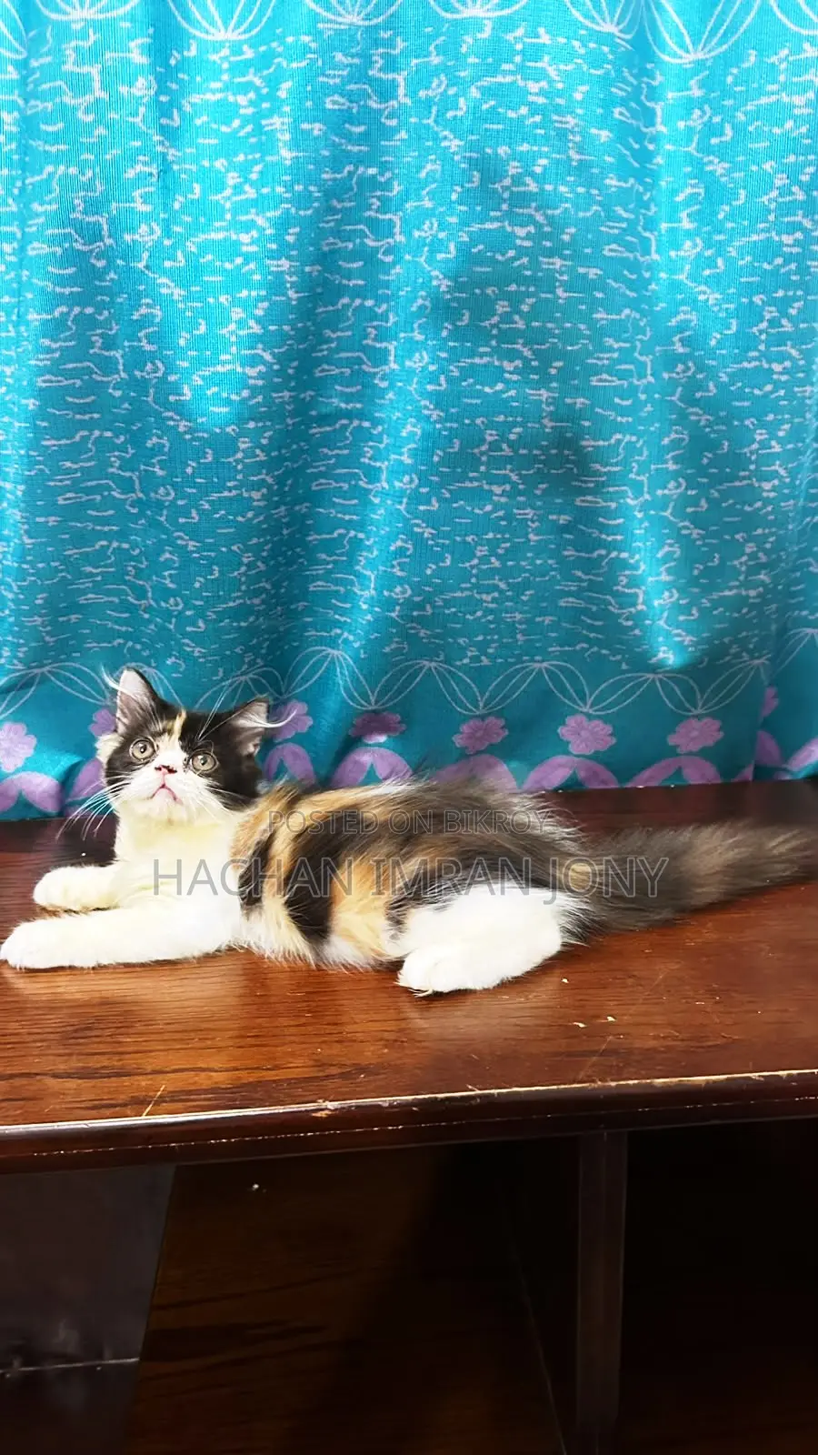 1-3 months Female Purebred Persian