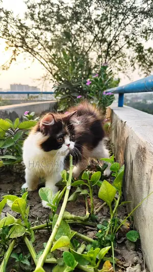 1-3 months Female Purebred Persian