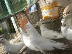 ভালো মানের