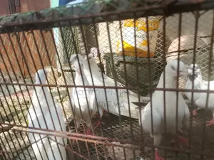 ভালো মানের