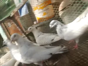 ভালো মানের