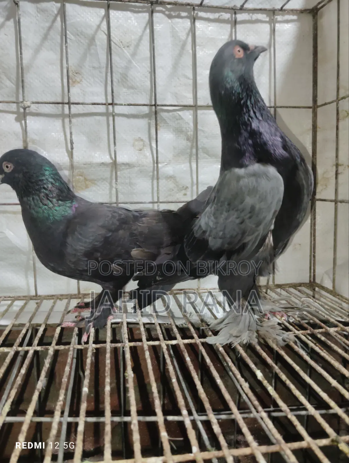 রানিং রাজ গোল্লা জোড়া