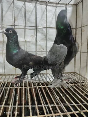 রানিং রাজ গোল্লা জোড়া