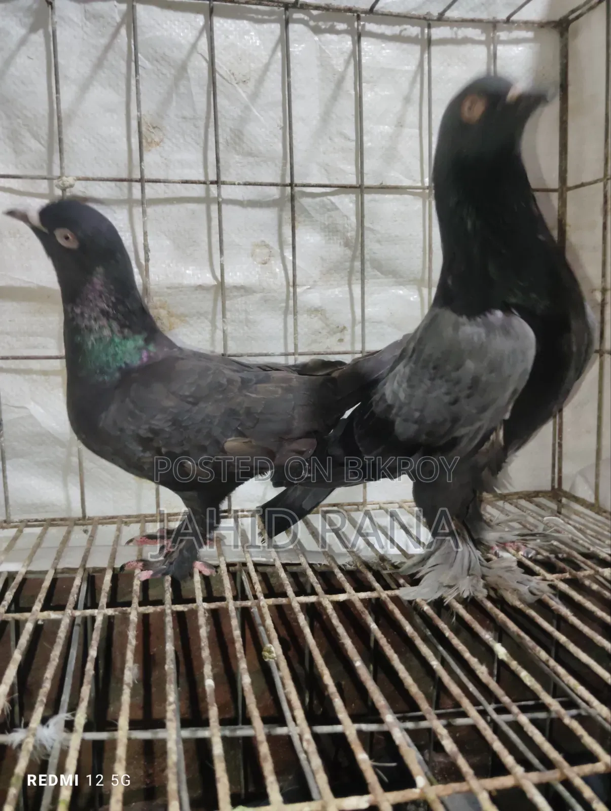 রানিং রাজ গোল্লা জোড়া