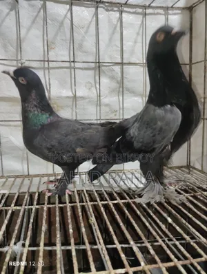 রানিং রাজ গোল্লা জোড়া