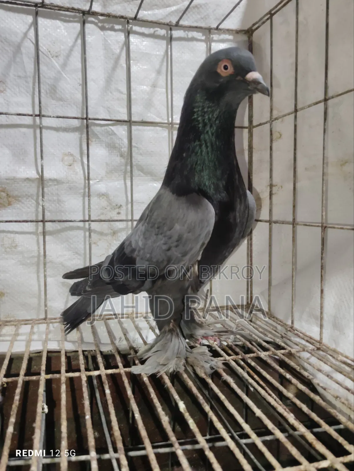 রানিং রাজ গোল্লা জোড়া