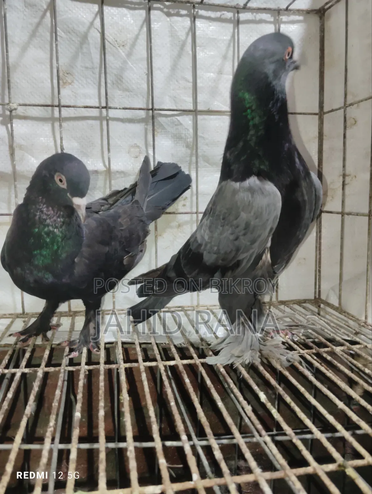 রানিং রাজ গোল্লা জোড়া