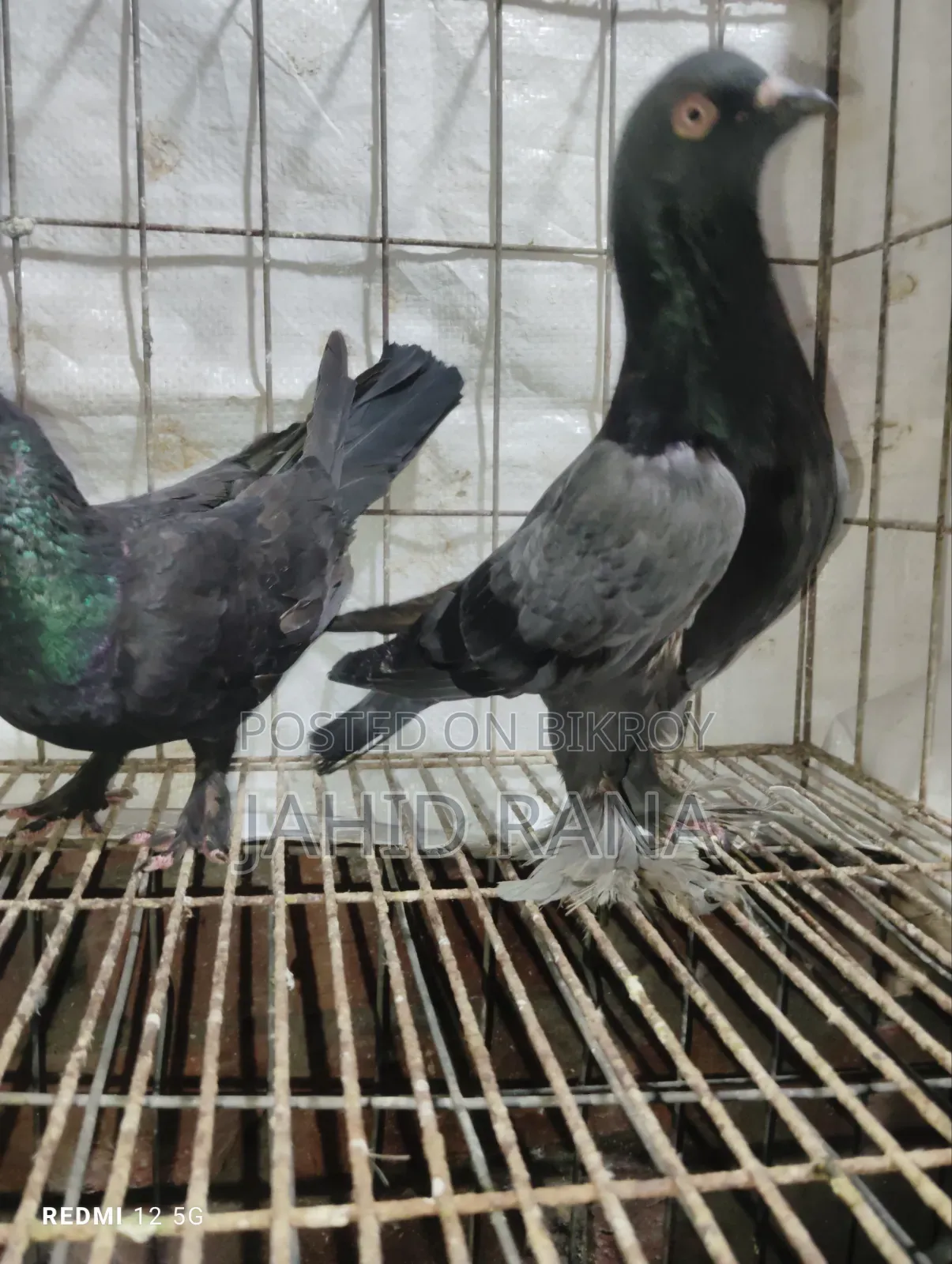 রানিং রাজ গোল্লা জোড়া