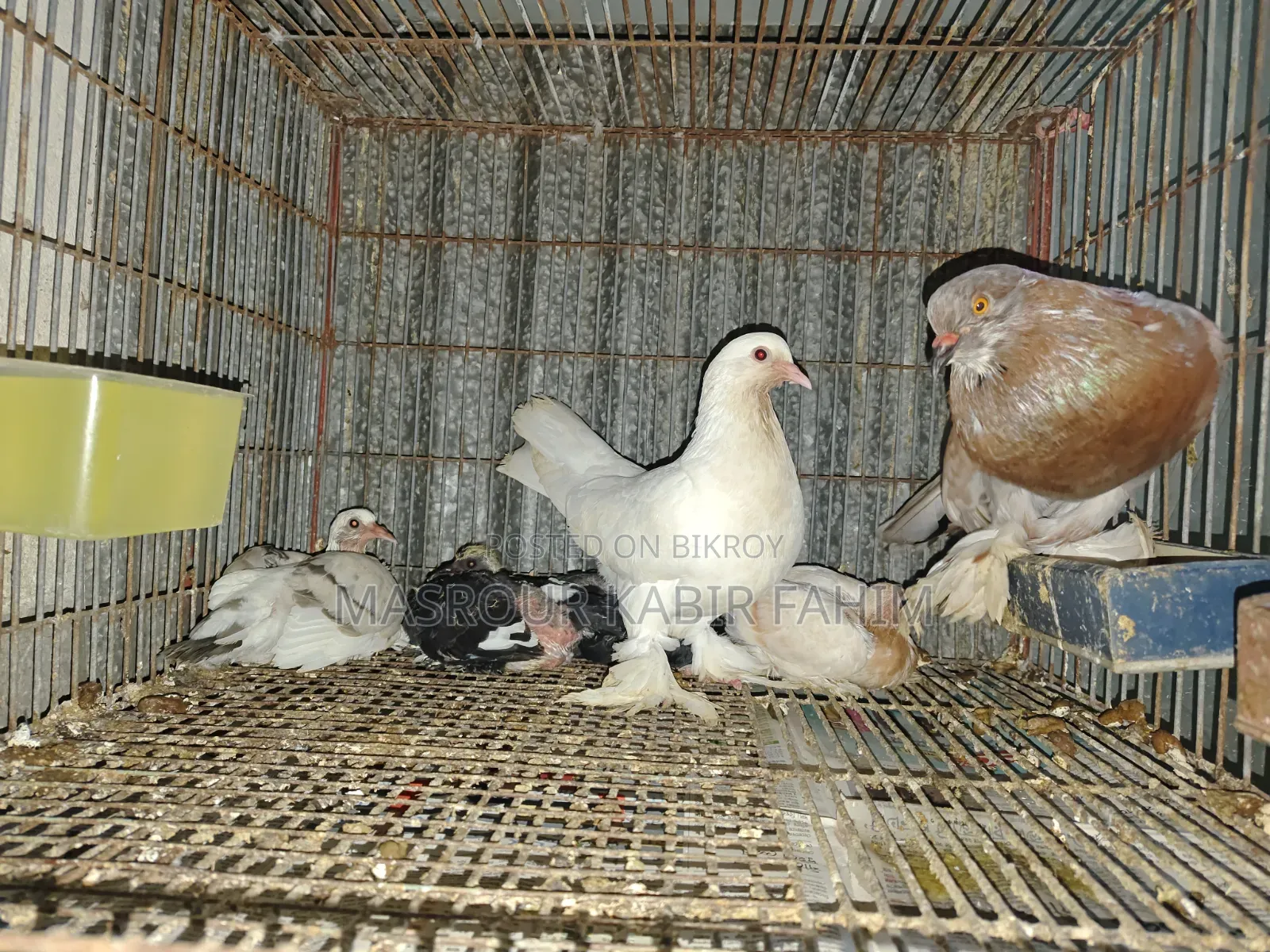 গোলা কবুতর