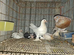 গোলা কবুতর