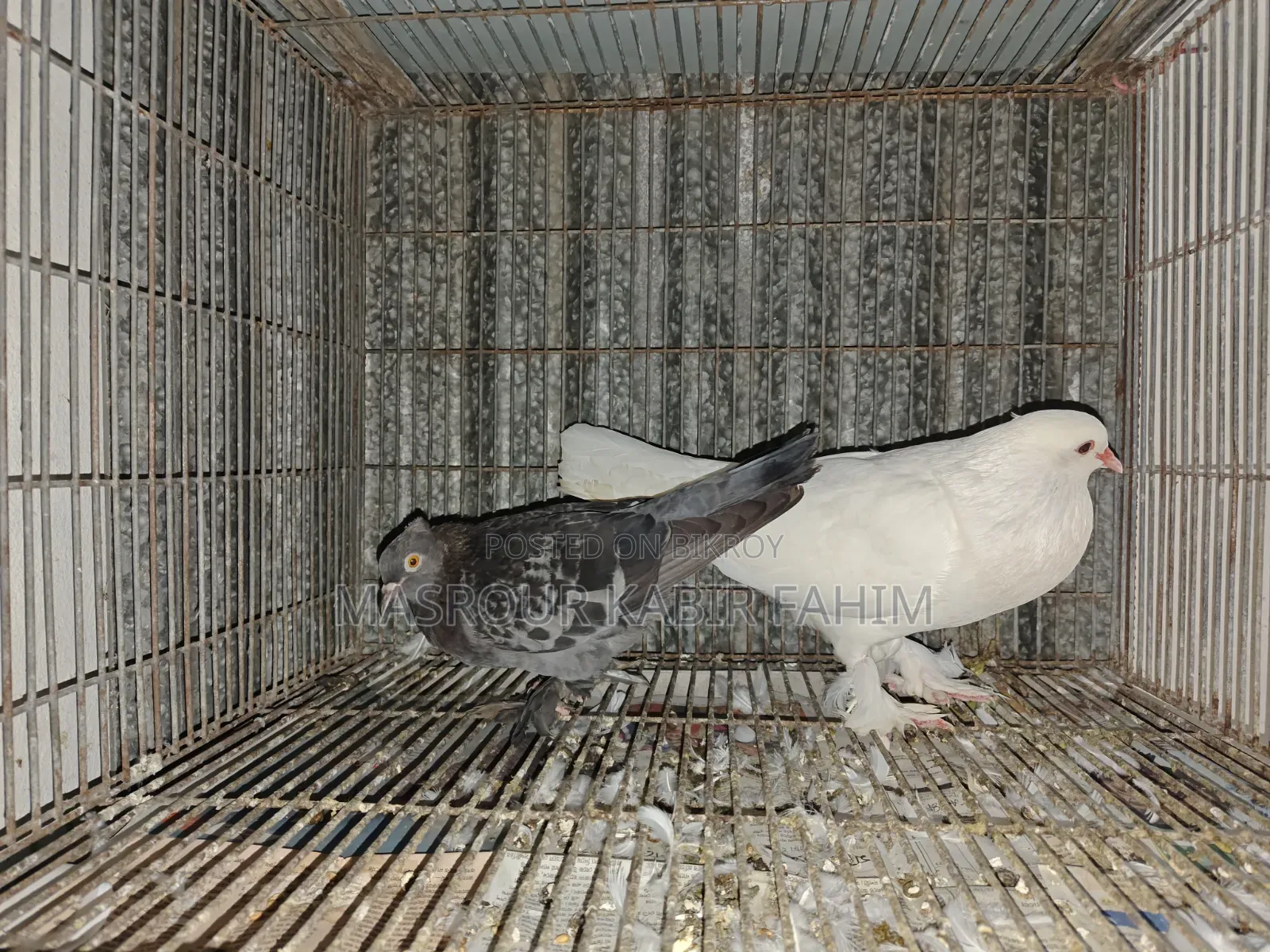 গোলা কবুতর