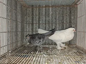 গোলা কবুতর