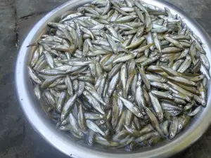ইন্ডিয়ান ফ্লাইং বার্ব (দাড়কিনা মাছ)
