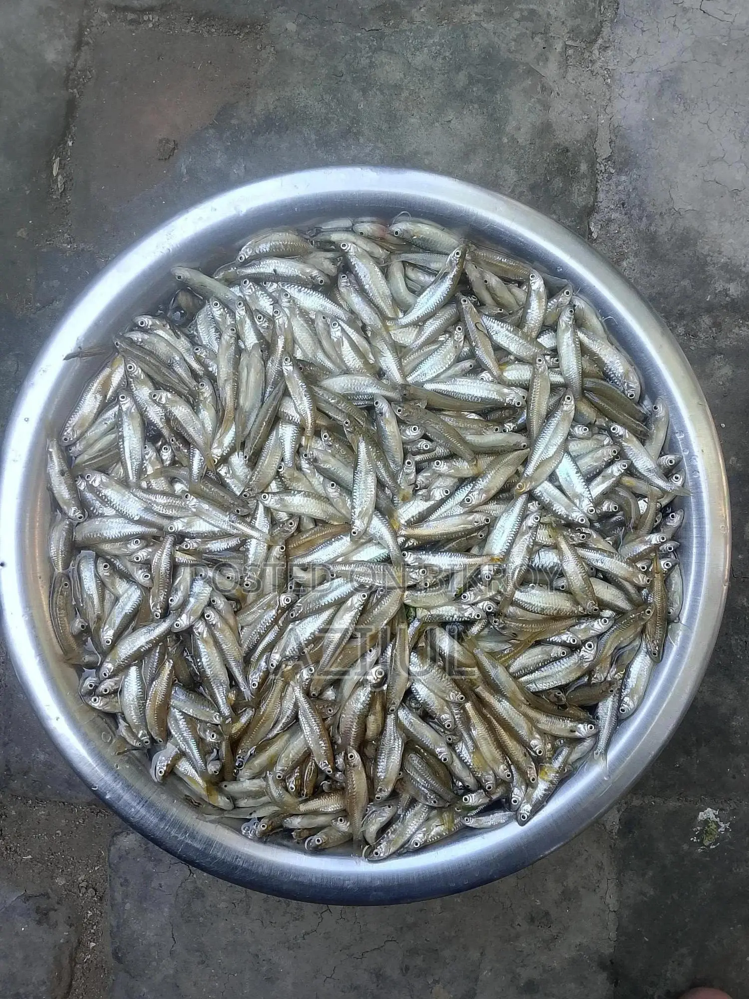 ইন্ডিয়ান ফ্লাইং বার্ব (দাড়কিনা মাছ)