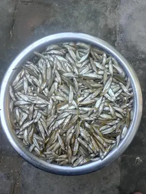 ইন্ডিয়ান ফ্লাইং বার্ব (দাড়কিনা মাছ)