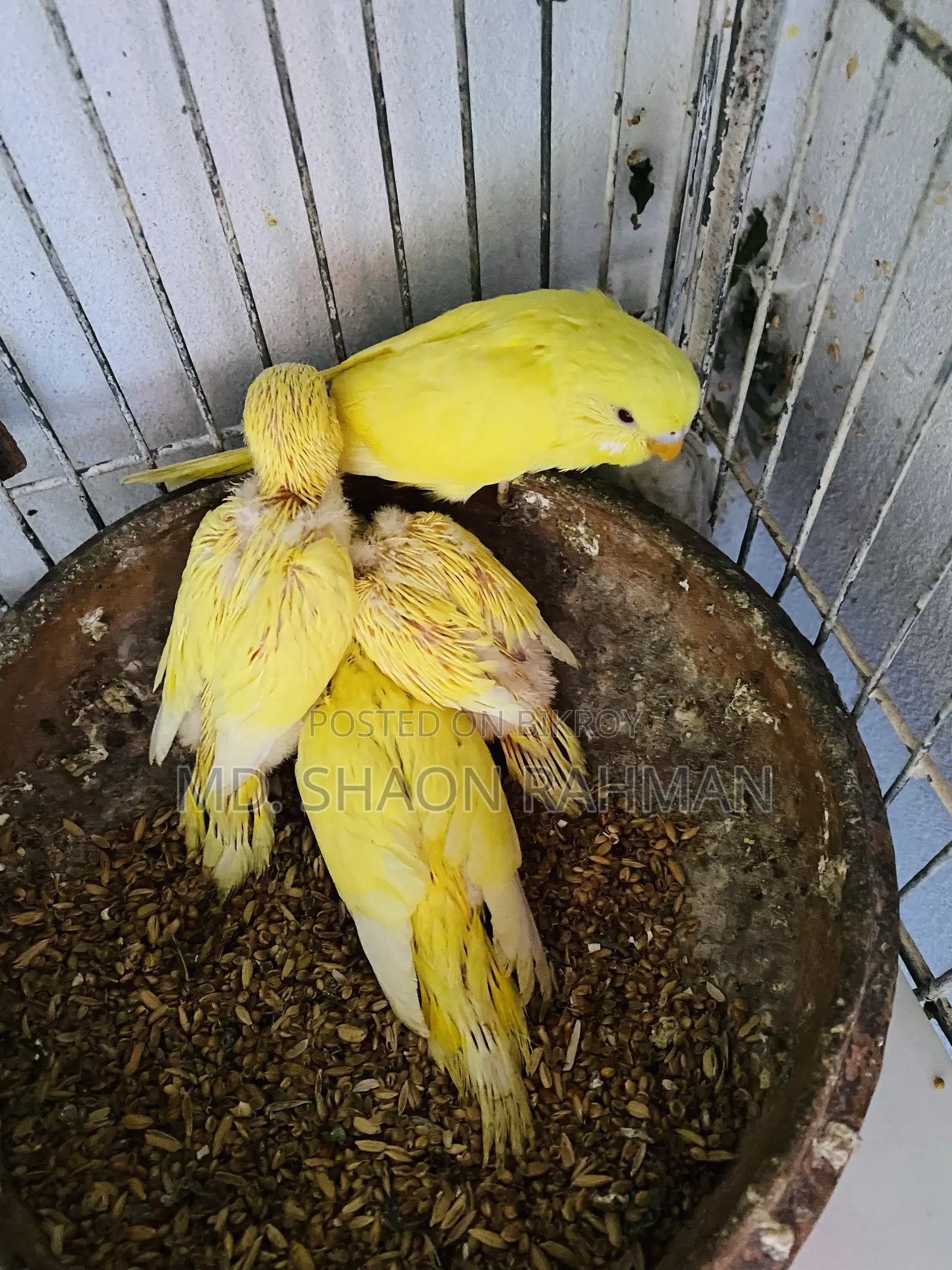 Bazriger Birds ( লুটিনো রেড আই )