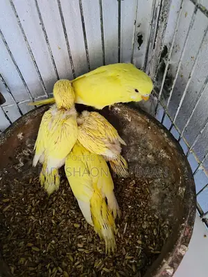 Bazriger Birds ( লুটিনো রেড আই )