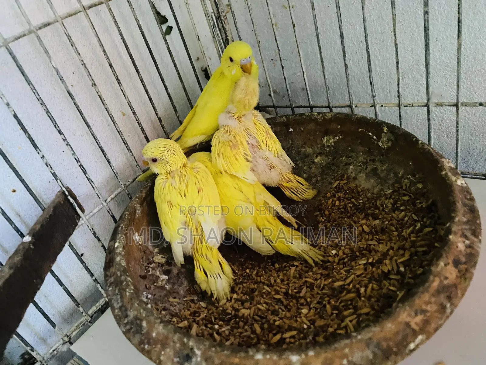 Bazriger Birds ( লুটিনো রেড আই )