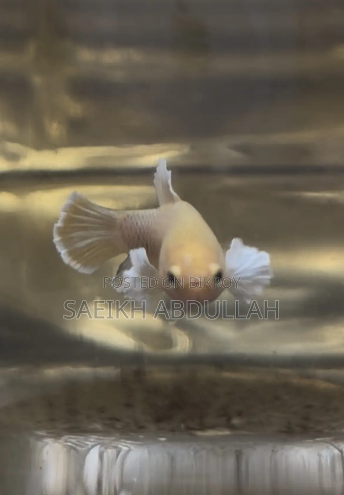 Dumbo Ear Halfmoon Betta Fish