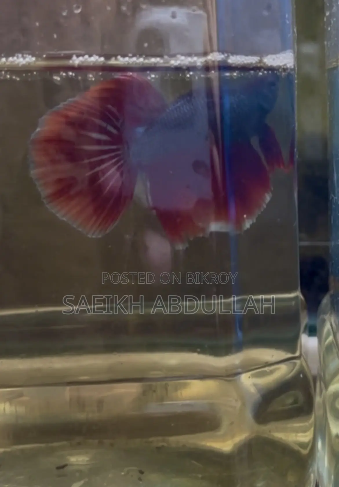 Dumbo Ear Halfmoon Betta Fish