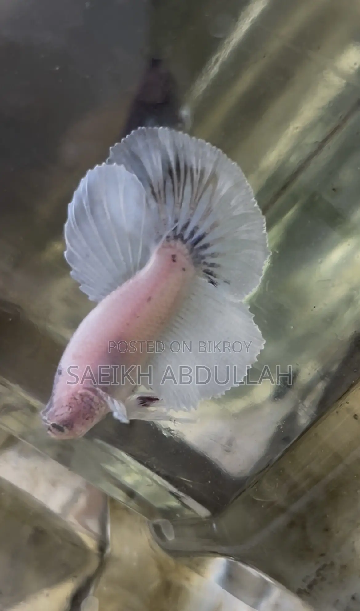 Dumbo Ear Halfmoon Betta Fish