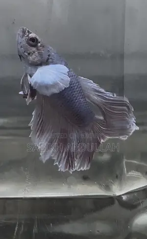 Dumbo Ear Halfmoon Betta Fish