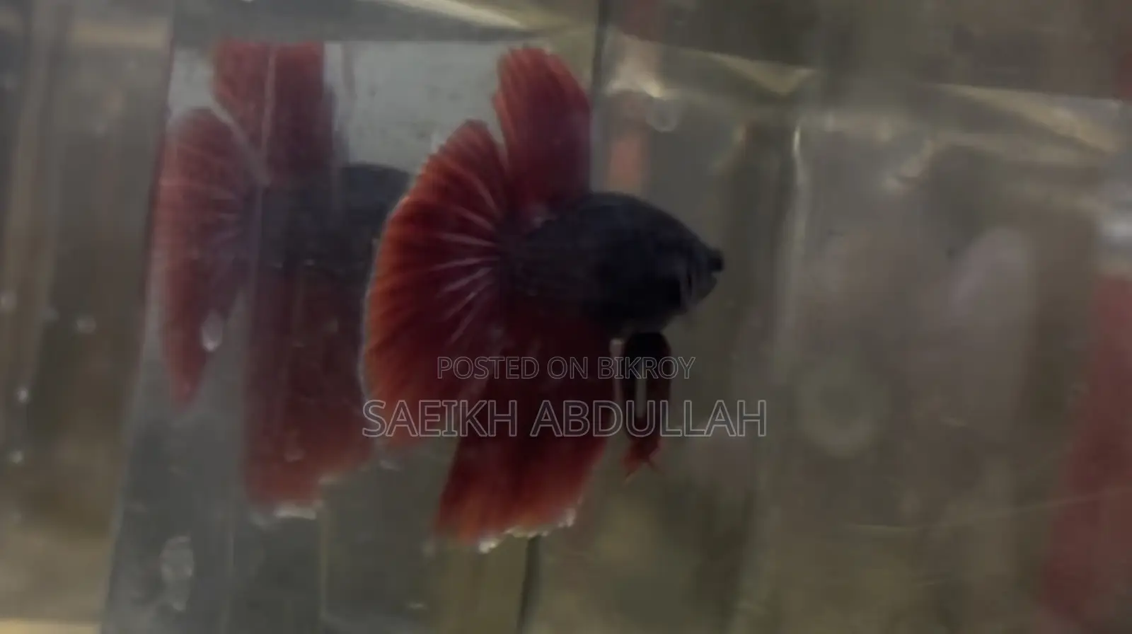 Dumbo Ear Halfmoon Betta Fish