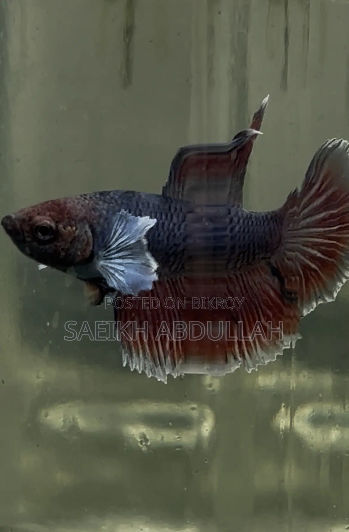 Dumbo Ear Halfmoon Betta Fish