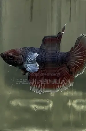 Dumbo Ear Halfmoon Betta Fish