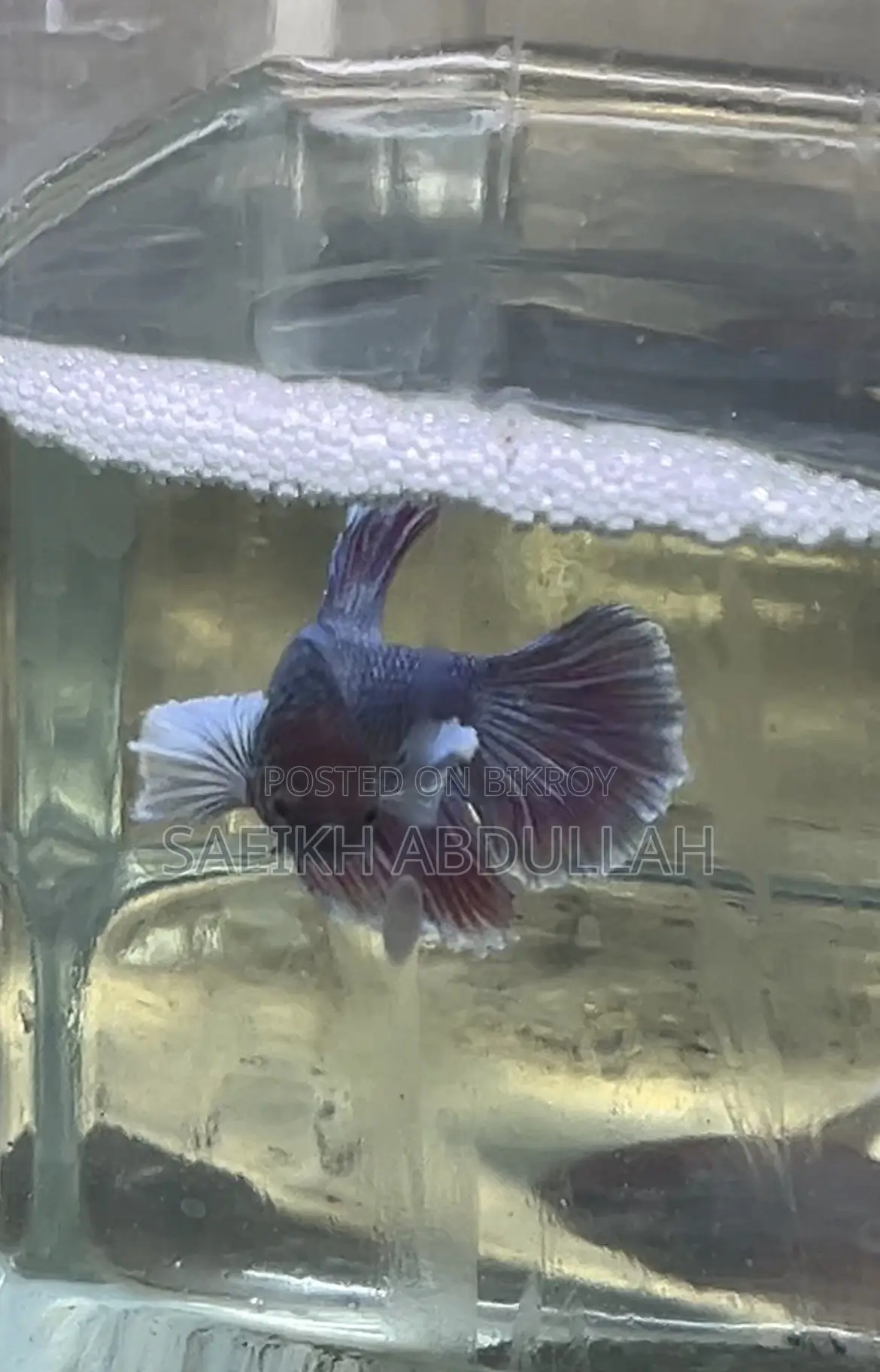 Dumbo Ear Halfmoon Betta Fish