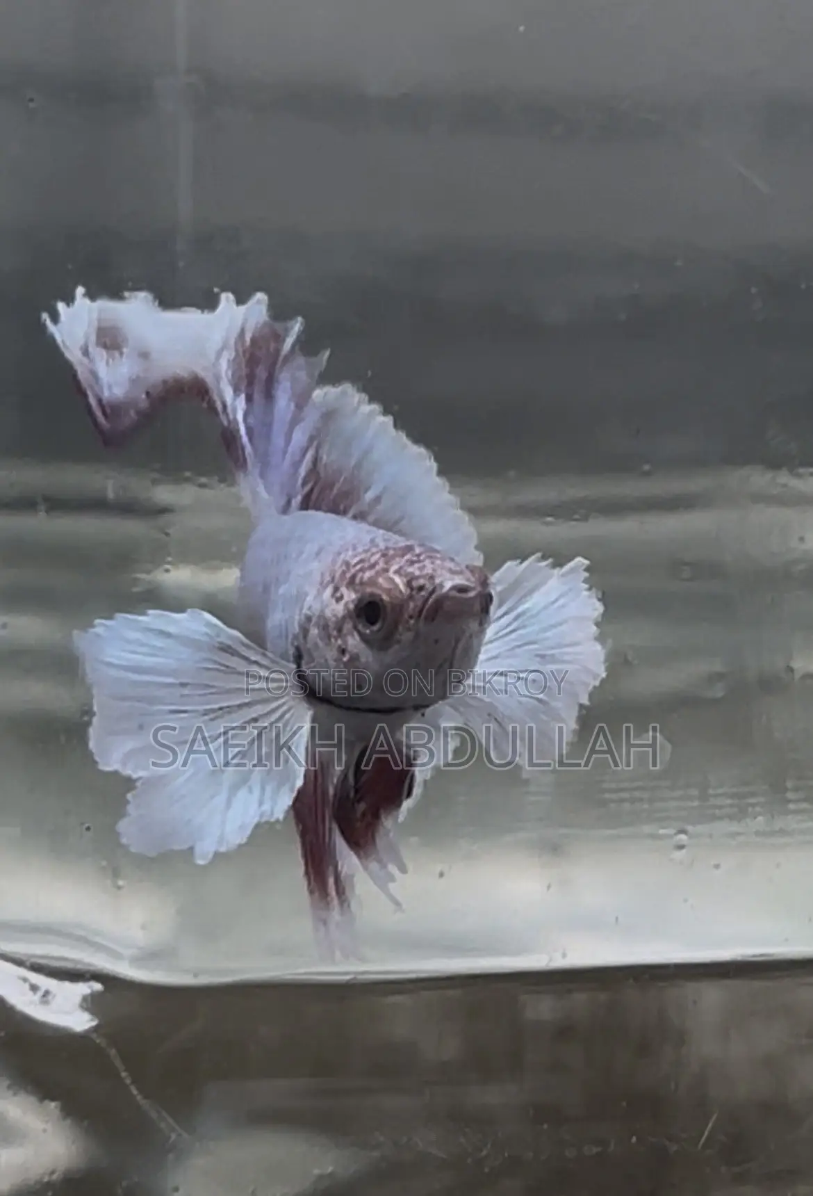 Dumbo Ear Halfmoon Betta Fish