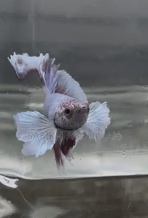 Dumbo Ear Halfmoon Betta Fish