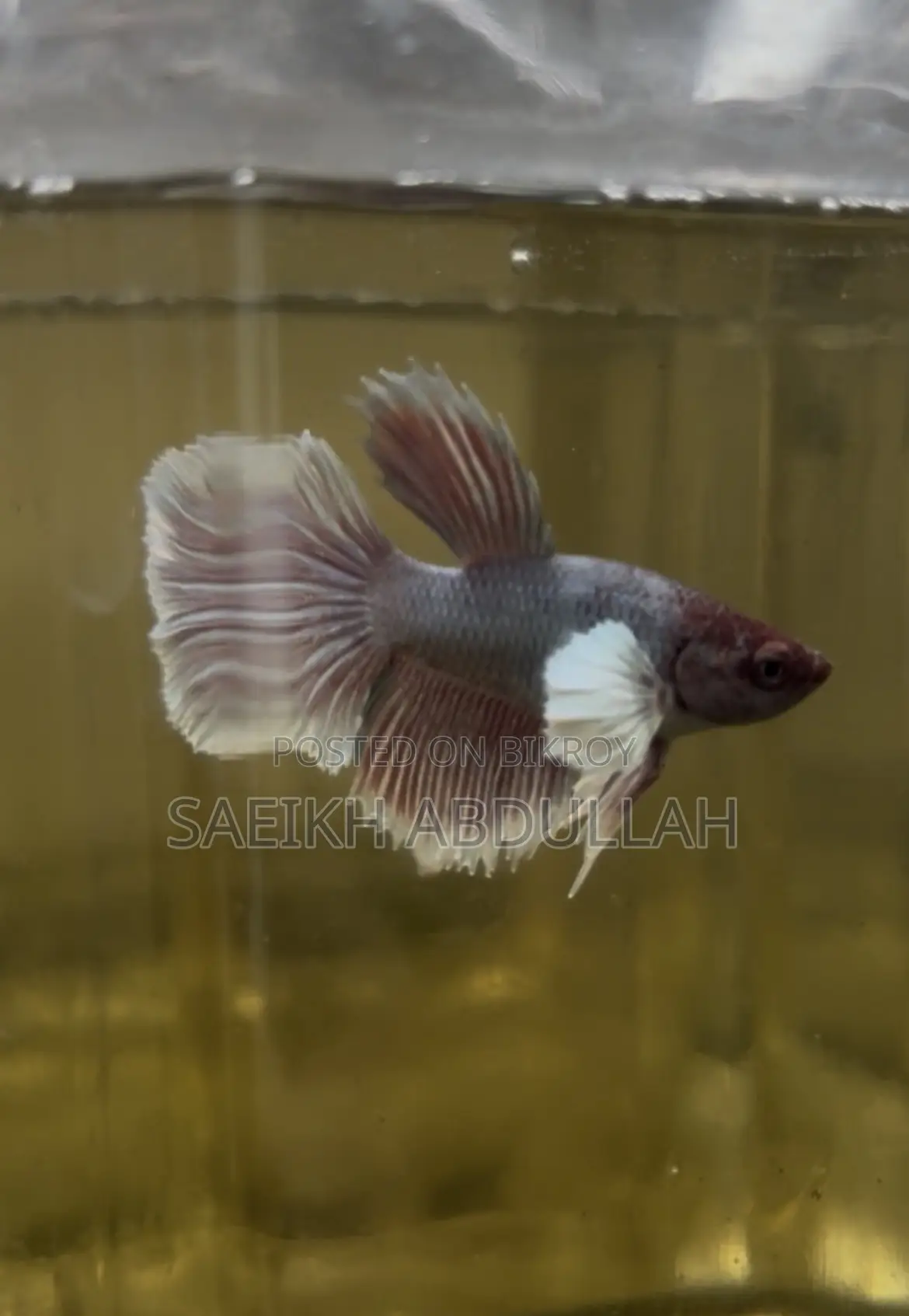 Dumbo Ear Halfmoon Betta Fish
