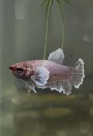 Dumbo Ear Halfmoon Betta Fish