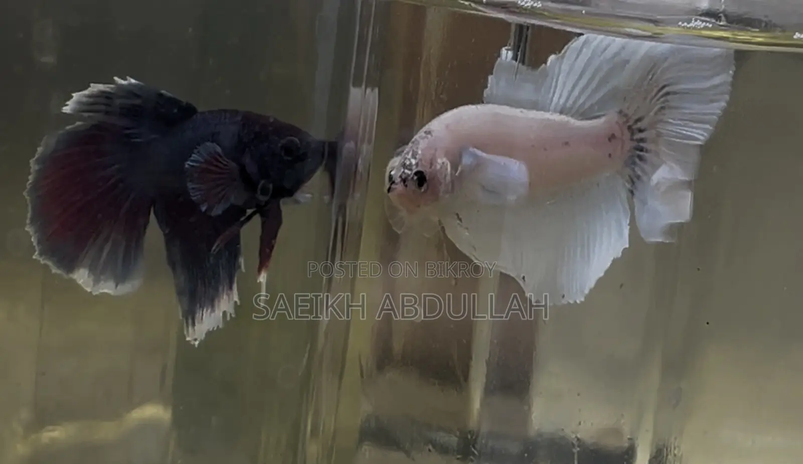 Dumbo Ear Halfmoon Betta Fish