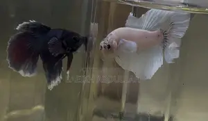 Dumbo Ear Halfmoon Betta Fish